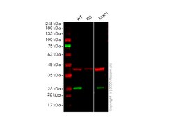 Abcam&nbsp;Human ITPA knockout HEK-293T cell line