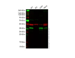 Abcam&nbsp;Human NSDHL knockout HEK-293T cell line