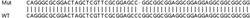 Abcam&nbsp;Human GSK3A (GSK3 alpha) knockout HEK-293T cell line