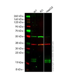 Abcam&nbsp;Human NPC2 (Niemann Pick C2) knockout HEK-293T cell line