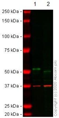 Abcam&nbsp;Human DAPK3 (ZIP Kinase) knockout HEK-293T cell line