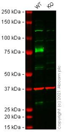 Abcam&nbsp;Human BRD9 knockout HEK-293T cell line