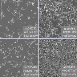 Abcam&nbsp;Human ADRM1 (ARM-1) knockout HEK-293T cell line