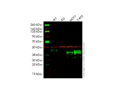 Abcam&nbsp;Human SLC9A3R2 (NHERF-2/SIP-1) knockout HEK-293T cell line