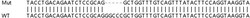 Abcam&nbsp;Human POMGNT1 knockout HEK-293T cell line