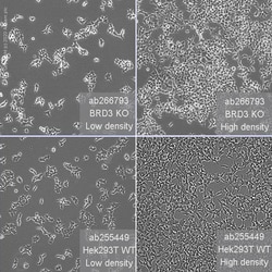 Abcam&nbsp;Human BRD3 knockout HEK-293T cell line