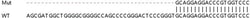 Abcam&nbsp;Human RBM42 knockout HEK-293T cell line