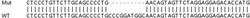 Abcam&nbsp;Human MEA1 knockout HEK-293T cell line