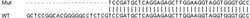 Abcam&nbsp;Human SGTA knockout HEK-293T cell line