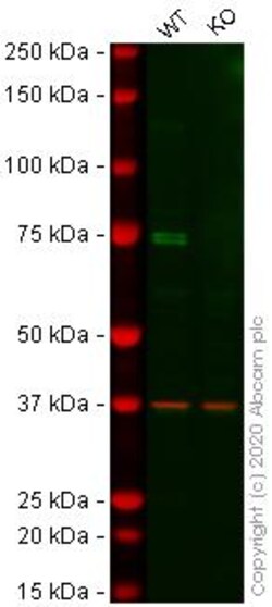 Abcam&nbsp;Human KIF22 knockout HEK-293T cell line