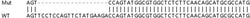 Abcam&nbsp;Human FAM129B knockout HEK-293T cell line