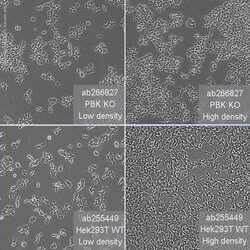 Abcam&nbsp;Human PBK (SPK) knockout HEK-293T cell line
