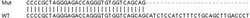 Abcam&nbsp;Human GPI (AMF) knockout HEK-293T cell line
