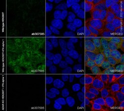 Abcam&nbsp;Human ADAR (ADAR1) knockout HEK-293T cell line