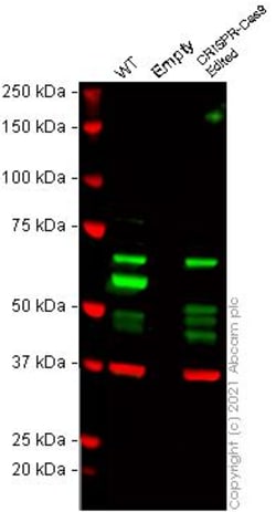 Abcam&nbsp;Human USP14 (TGT) knockout HeLa cell line