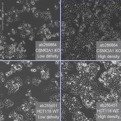 Abcam&nbsp;Human CSNK2A1 knockout HCT116 cell line