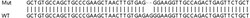 Abcam&nbsp;Human RNF19B knockout A549 cell line