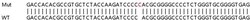 Abcam&nbsp;Human OTOP3 knockout A549 cell line