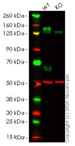 Abcam&nbsp;Human IL6ST (CD130/gp130) knockout A549 cell line