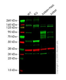 Abcam&nbsp;Human TNFAIP3 knockout A549 cell line