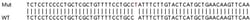 Abcam&nbsp;Human TNFAIP3 knockout A549 cell line