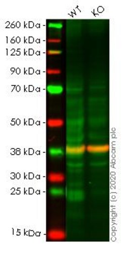 Abcam&nbsp;Human ATF3 knockout A549 cell line