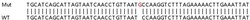 Abcam&nbsp;Human CXCL10 (IP10) knockout A549 cell line