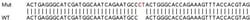 Abcam&nbsp;Human HTR3D (5HT3D Receptor) knockout A549 cell line