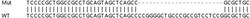 Abcam&nbsp;Human HERC6 knockout A549 cell line