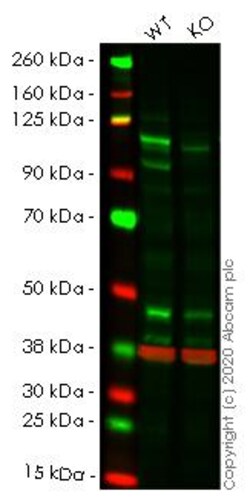 Abcam&nbsp;Human STAT2 knockout A549 cell line