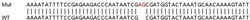 Abcam&nbsp;Human PYHIN1 knockout A549 cell line