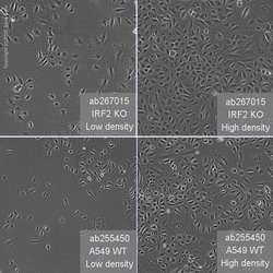 Abcam&nbsp;Human IRF2 knockout A549 cell line