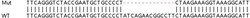 Abcam&nbsp;Human IRF2 knockout A549 cell line