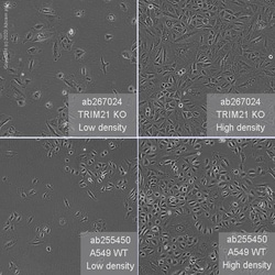 Abcam&nbsp;Human TRIM21 (SS-A) knockout A549 cell line
