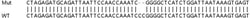 Abcam&nbsp;Human IRF1 knockout A549 cell line