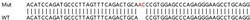 Abcam&nbsp;Human GBP4 knockout A549 cell line