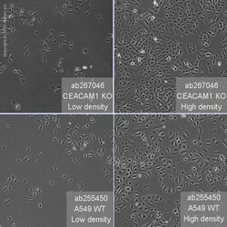 Abcam&nbsp;Human CEACAM1 knockout A549 cell line