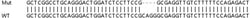 Abcam&nbsp;Human BATF2 (SARI) knockout A549 cell line