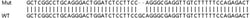 Abcam&nbsp;Human BATF2 (SARI) knockout A549 cell line