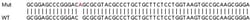 Abcam&nbsp;Human DSG2 (Desmoglein 2) knockout A549 cell line