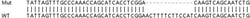 Abcam&nbsp;Human IFI16 knockout A549 cell line