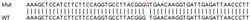 Abcam&nbsp;Human PSMB8 (Proteasome 20S LMP7) knockout A549 cell line