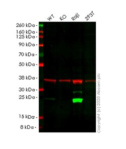 Abcam&nbsp;Human PSMB8 (Proteasome 20S LMP7) knockout A549 cell line