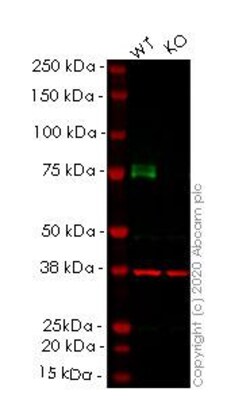 Abcam&nbsp;Human MAP3K2 (MEKK2) knockout A549 cell line