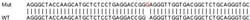 Abcam&nbsp;Human PARP10 (ARTD10) knockout A549 cell line