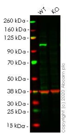 Abcam&nbsp;Human MAP3K11 (MLK3) knockout A549 cell line