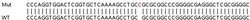 Abcam&nbsp;Human ZCCHC2 knockout A549 cell line