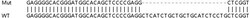 Abcam&nbsp;Human TRIM14 knockout A549 cell line