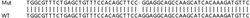 Abcam&nbsp;Human OASL knockout A549 cell line