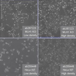 Abcam&nbsp;Human MLH1 knockout HeLa cell line